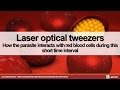 Laser optical tweezers - How the parasite interacts ...