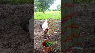 Ferme Patin