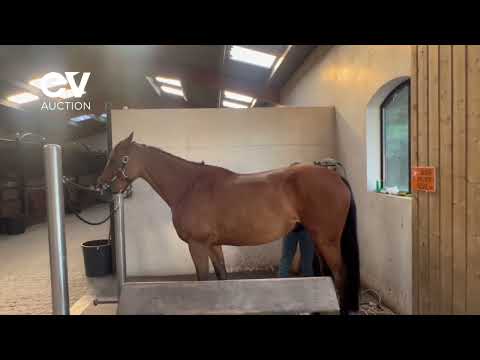 KISSMI DE VAINS - QUOTIDIEN