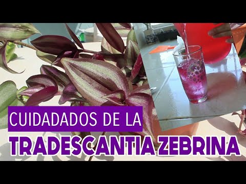 , title : 'Como cuidar TRADESCANTIA ZEBRINA y Preparar Deliciosa agua de matali (tradescantia zebrina)'