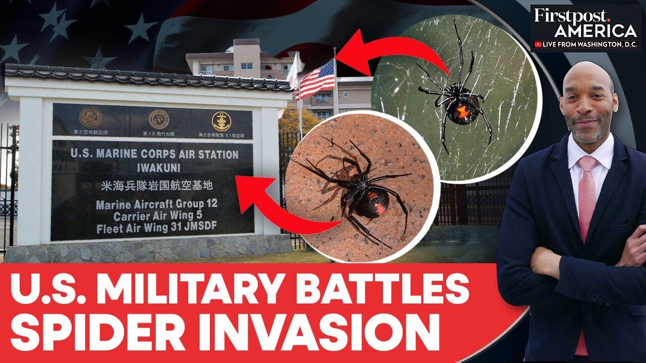 Japan on Alert After 3,500 Venomous Spiders Found at US Base | Firstpost America | N18G