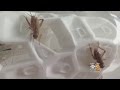 Crickets In Your Kitchen