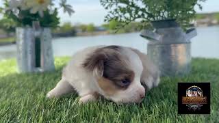 Video preview image #2 Miniature Australian Shepherd Puppy For Sale in GRANBURY, TX, USA