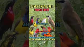 Download lagu Suara pikat semua burung kecil solusi terakhir yg susah turun#shorts #pikatburung #suarapikatburcil mp3