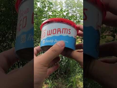 How to rig a worm to catch bluegill