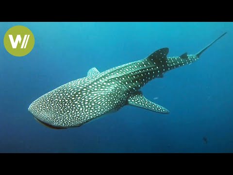 Whale shark - the mysterious giant of the seas