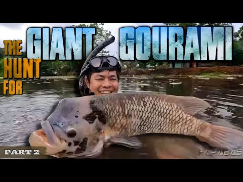 EP858-P2 - The Hunt for Giant Gourami