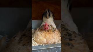 Download lagu An Angry Broody Hen๐ฃ๐คฃ mp3 Download lagu An Angry Broody Hen๐ฃ๐คฃ mp3