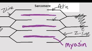 Parts of the Sarcomere