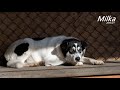 Milka 2005/21
