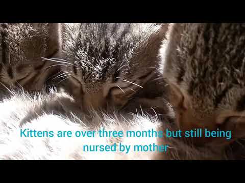#Mother's Love #Gena Hill # Nursing Mother Cat