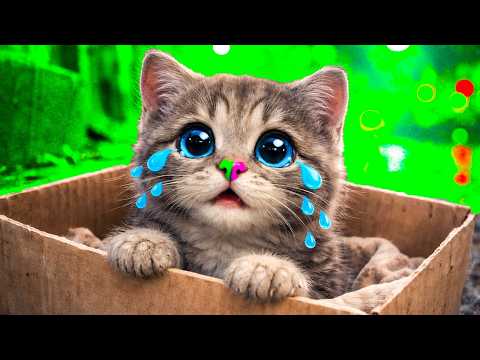 My cute playful little kitten adventure Meow (Long Special) - Best educational cartoon video