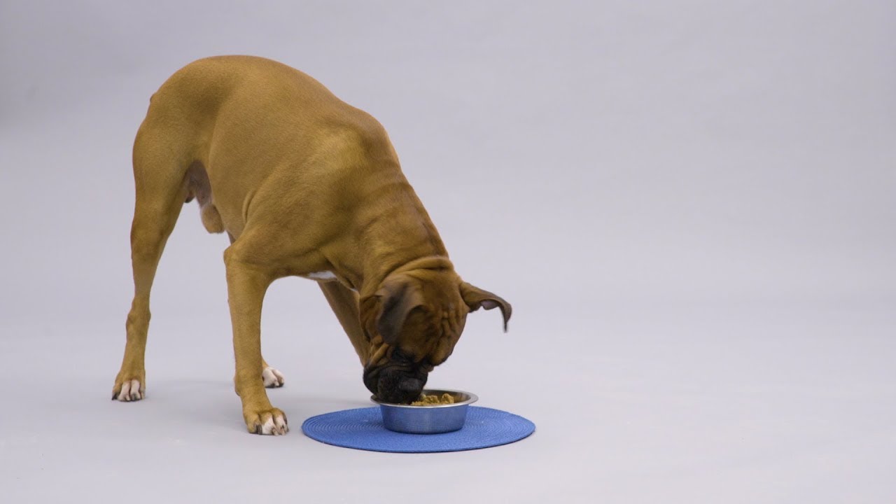 Watch video Royal Canin Veterinary Diet Dog Food | Chewy Now Royal Canin Veterinary Diet Dog Food | Chewy