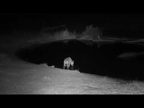 Djuma: Lone Hyena quietly gets a quick drink - 20:33 - 08/03/19