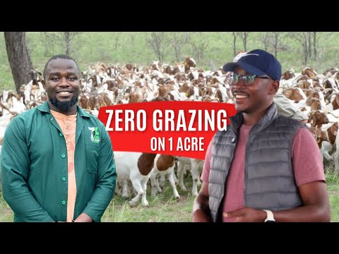 ONE ACRE Goat Farm Setup | ZERO GRAZING Success Story Worth Millions 