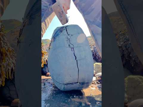 HUGE Rock CRACKED For Fossils!