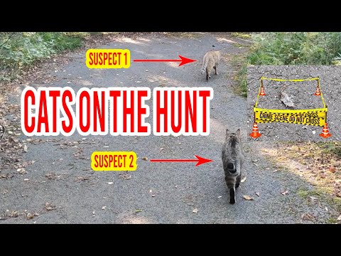 Cats vs Mouse - Cats love to hunt