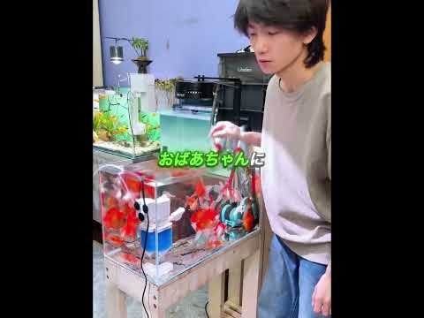 水槽に魚のエサをこぼしてしまいました❤️#shorts