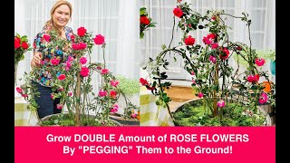 🌹Bend Climbing Roses to the Ground & TRIPLE the # of 🌹ROSE FLOWERS! Shirley Bovshow-Hallmark Channel