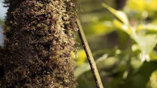 Download lagu Instrumen Suling Sunda Gamelan Enak Merdu NO COPYRIGHT mp3 Download lagu Instrumen Suling Sunda Gamelan Enak Merdu NO COPYRIGHT mp3