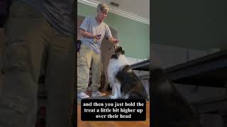 Sit pretty #dogtraining #dogtricks