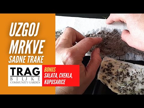 GROWTH OF CARROTS FROM SEEDLINGS - SEEDLING STRIPS