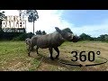 Warthog Family Join A Mara Breakfast Break In 360 VR Zebra Plains