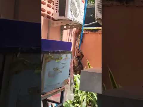 🥶 Una familia Salvadoreña en San Antonio Pajonal, Santa Ana se llevaron un gran susto.