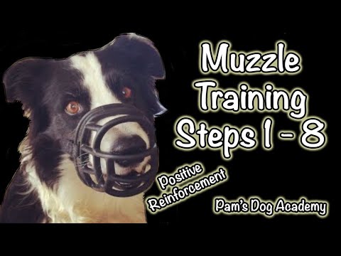Muzzle Training: Step 1 -8 Positive Reinforcement