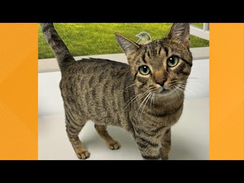 Pet on the Set | Meet Little Guy! - YouTube