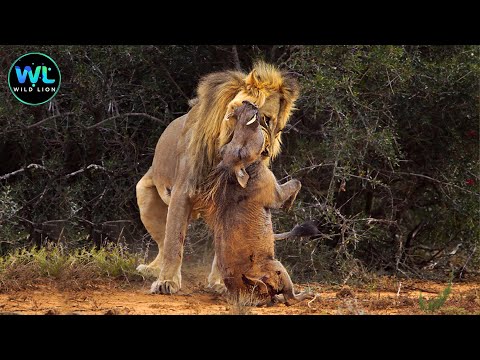 Wild Warthog | Warthog vs Lion Survival Battle |  Animals Documentary