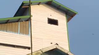 Download lagu Suara walet stres menggelegar mp3