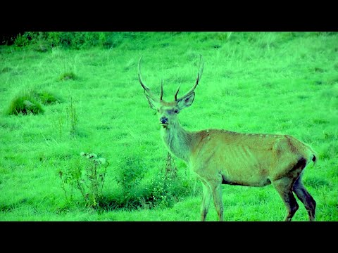 992MUSIC and Nara $hikamaru