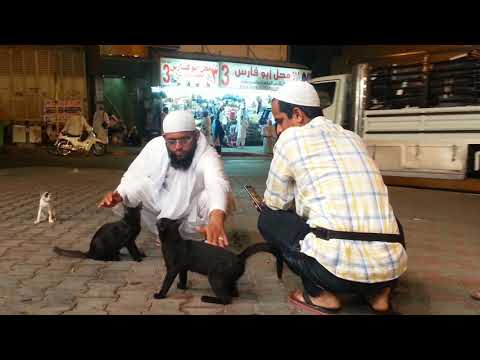 Sayyed Altaf With Cats In King Abdul Aziz Road Mecca  Hajj 2015