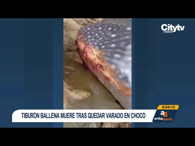 Muere tiburón ballena tras quedar varado en una playa de Bahía Solano