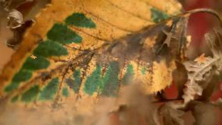 Norrie Paramor Orchestra - The Autumn Leaves