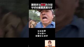 【体当たりを全身で受け止める幹事長】#ヤギ #榛葉賀津也 #国民民主党