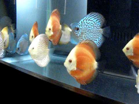 My Discus Fish (13 Perfect Around Discus Fish)