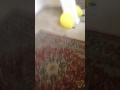 Balloon Hurricane