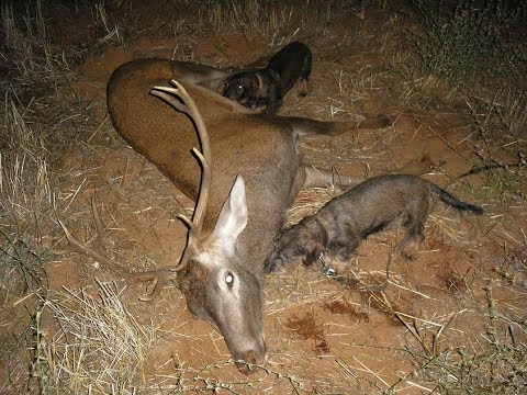ESPERAS DE JABALI - REVISION DE PUESTOS 31/03/2018