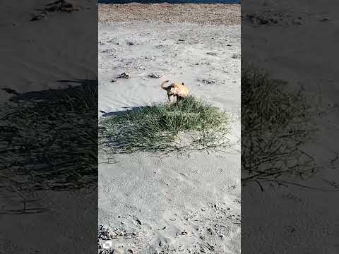 Lilla in giro jach trova l'oasi in spiaggia