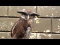 Super Cute Barred Eagle Owl Making Funny Hoot Sound