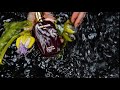 Grow in the water by MAISON SYBARITE