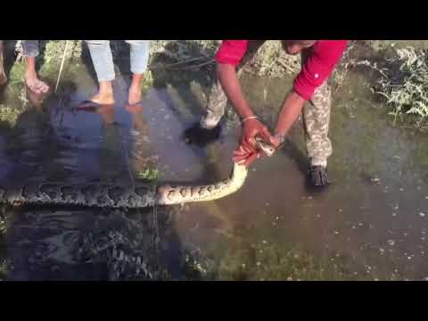 廃棄物管から救出された全長13フィートのニシキヘビ (A 13-foot-long python rescued from waste pipe)