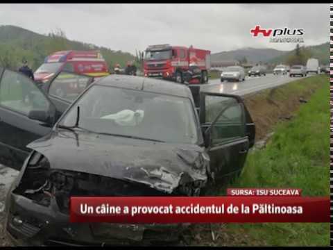 Un câine a provocat accidentul de la Păltinoasa