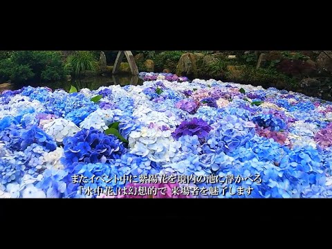紫陽花の浮く池　雨引観音　あじさい
