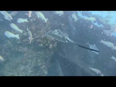 Blotched Fantail Ray Ruins Snapper Party, SS Yongala, Qld Australia, 12th June 2023