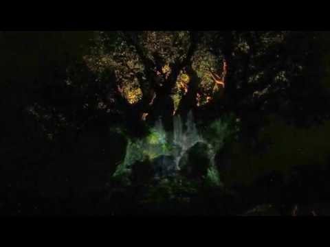 Tree of Life Awakens Show at Disney’s Animal Kingdom