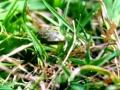 Classic Sesame Street Kermit Looks At Tadpoles