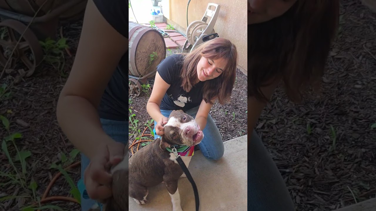Reginald, a ADOPTABLE mixed breed in Murrieta, CA video 6/6
